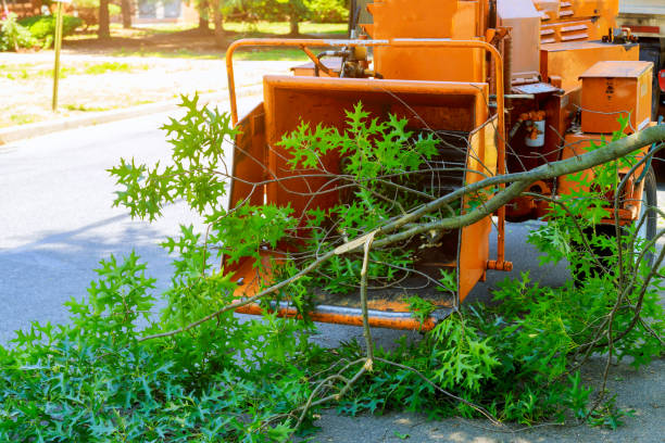 Best Emergency Storm Tree Removal  in Wharton, TX